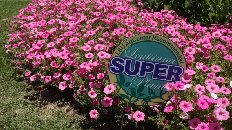 Supertunia Vista Bubblegum PetuniaJPG